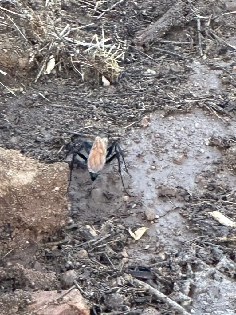 Arizona Wildlife on our Property