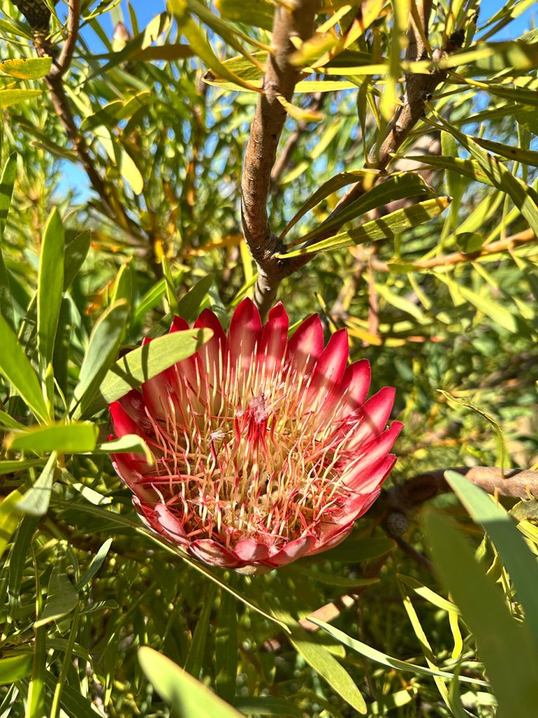 Photo of flower at the USCS Arboretum