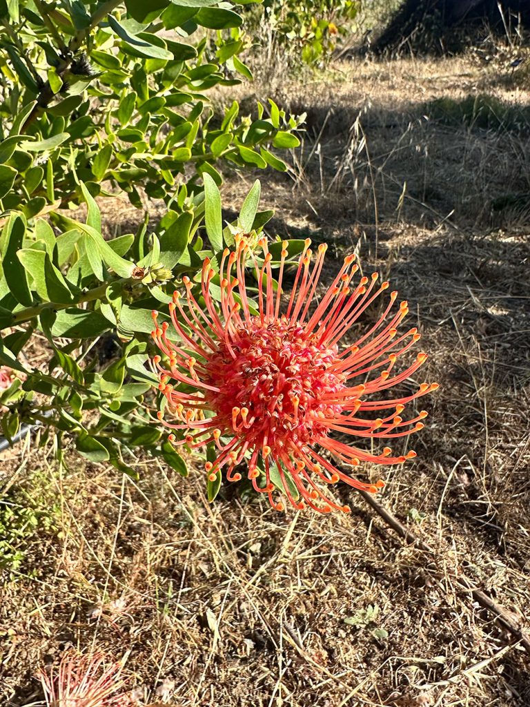 Photo of flower at the USCS Arboretum