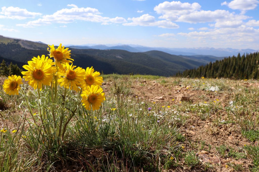 Photo of alpine sunflowers in the foreground with the continental divide in the background at the top of Cumberland Pass for Applied Worldwide blog "Best Places to Visit Near Gunnison, Colorado"
