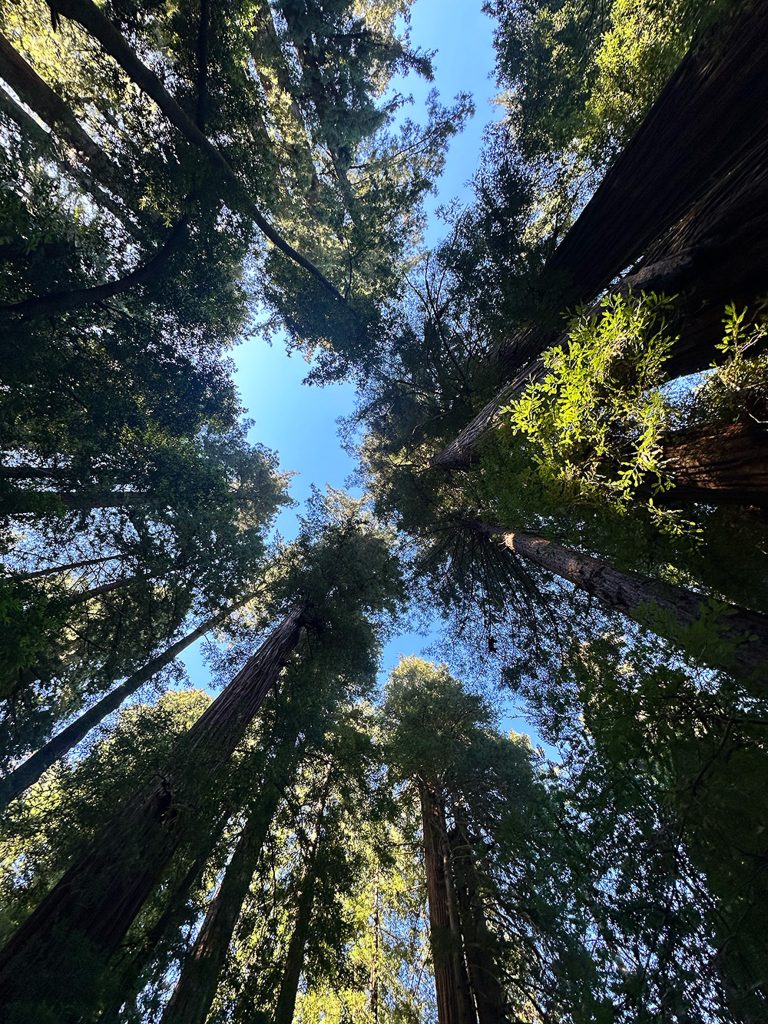 Photo showing the view lookin cup at the giant coastal redwoods for Applied Worldwide blog "Awesome Giants: My Visit to Henry Cowell Redwoods State Park"