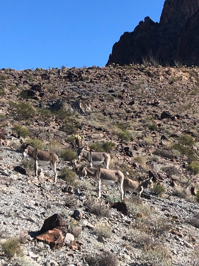 Photo of burros outside Oatman for Applied Worldwide blog "Ghost Towns in Arizona: Stories From the Desert’s Forgotten Places"