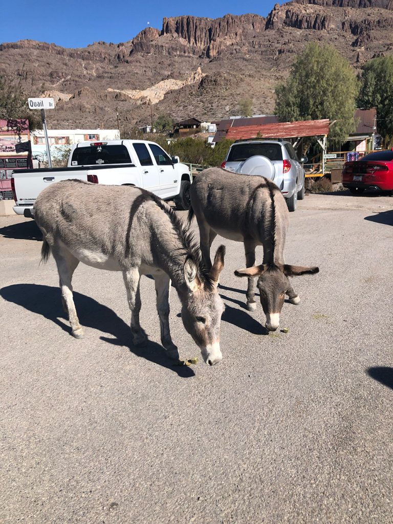 Photo of burros in Oatman for Applied Worldwide blog "Ghost Towns in Arizona: Stories From the Desert’s Forgotten Places"