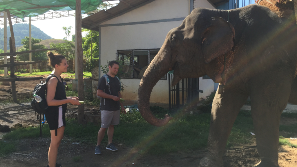 Photo of Stephanie and Luke feeding and elephant in Thailand for Applied Worldwide blog Why Thailand Is One of the Most Romantic Places to Propose