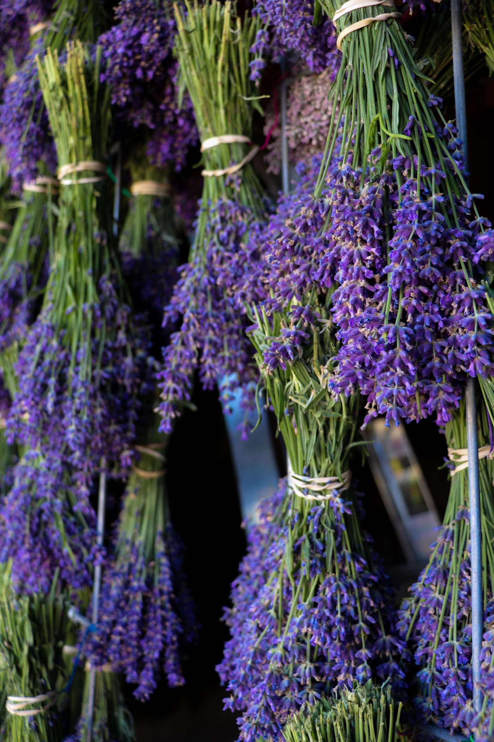 Indulge in the Colorado Lavender Festival in Palisade, CO