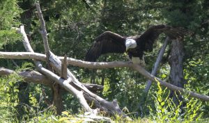 Bald Eagle at Lee G. Simmons Wildlife Safari and Conservation Park