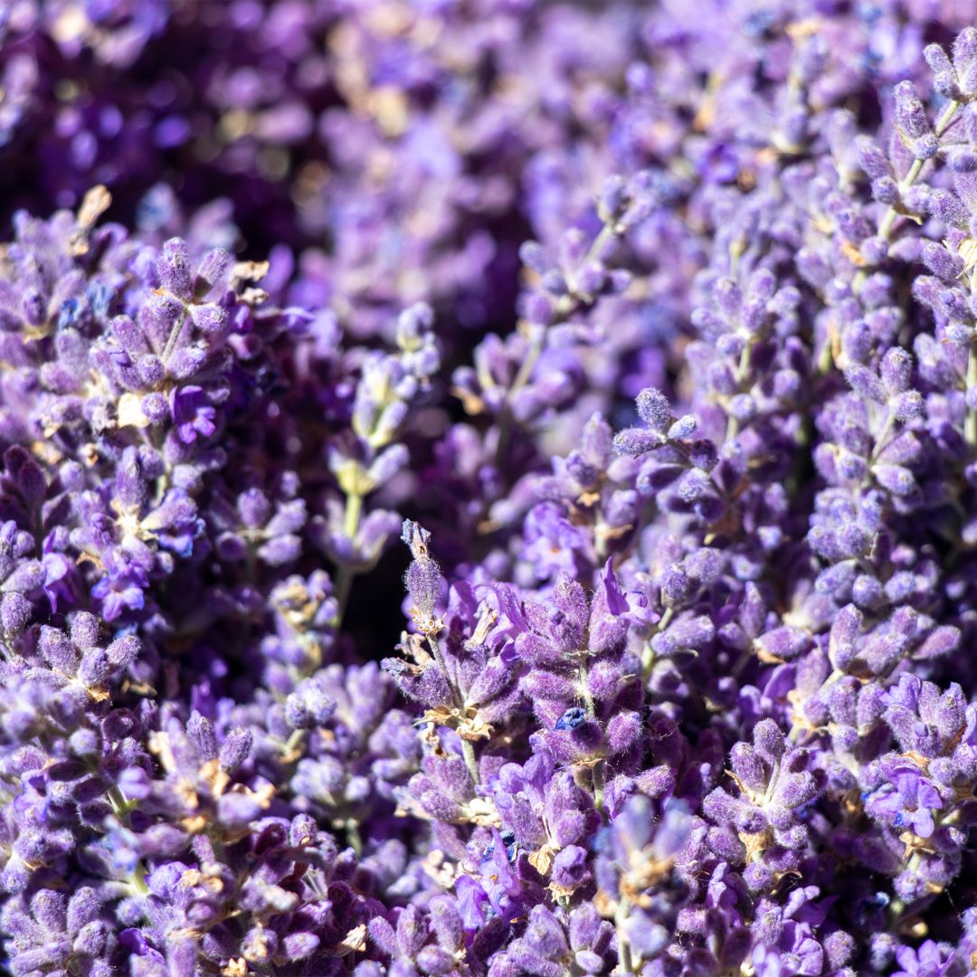 Indulge in the Colorado Lavender Festival in Palisade, CO