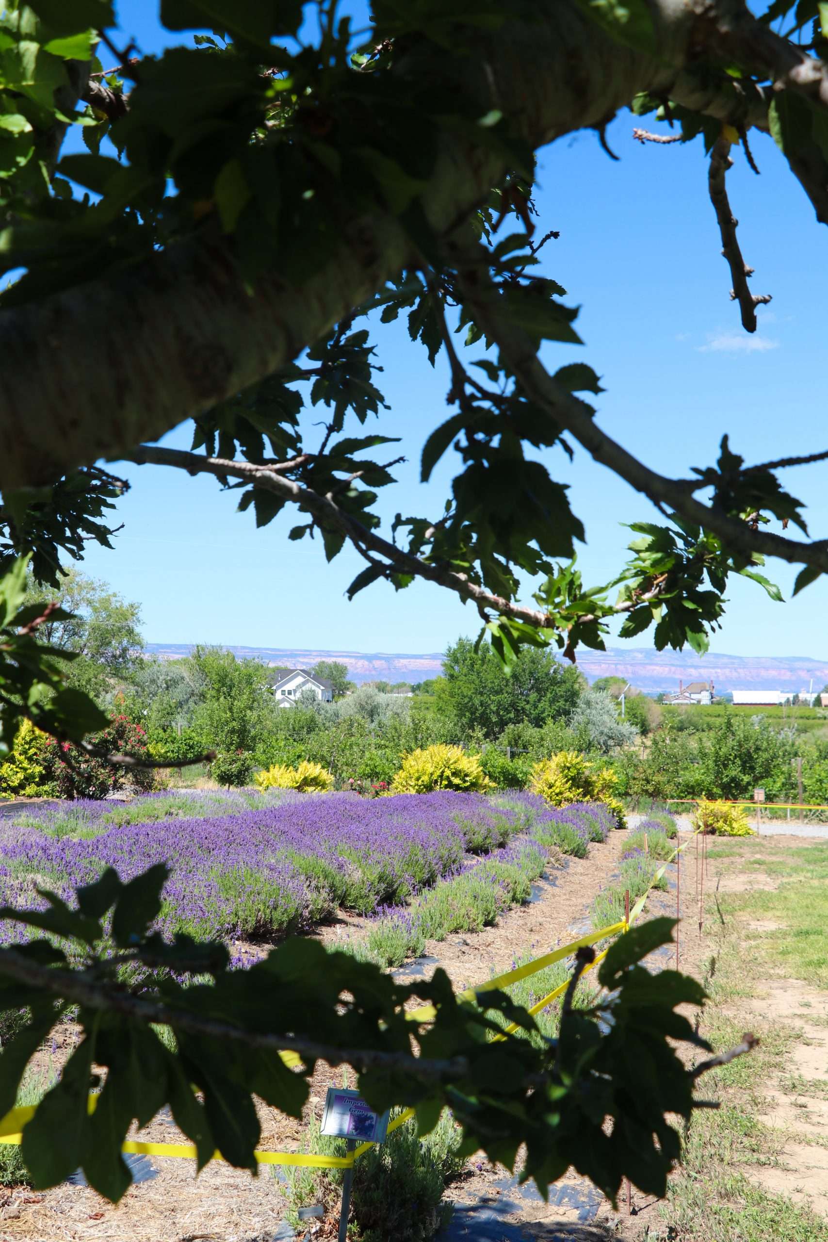 Indulge in the Colorado Lavender Festival in Palisade, CO Applied
