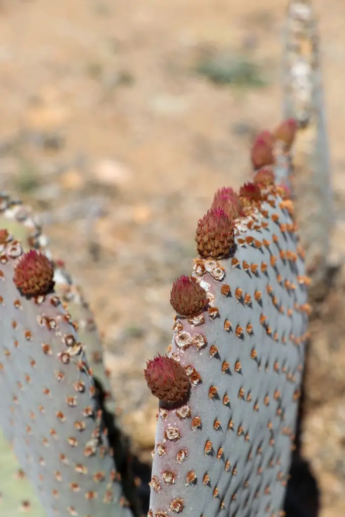 Spring Brings Vibrant Cactus Flowers to the Mojave Desert - beavertail prickly pear cactus