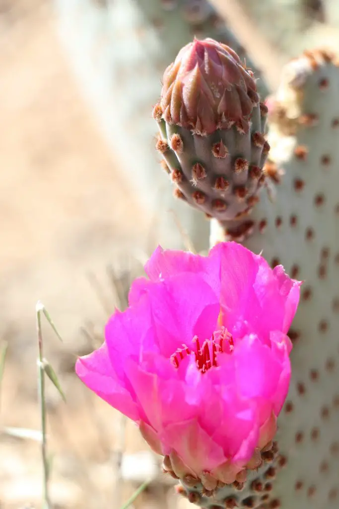 beavertail cactus blooming