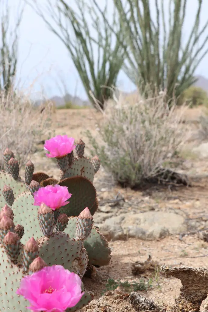 beavertail cactus blooming