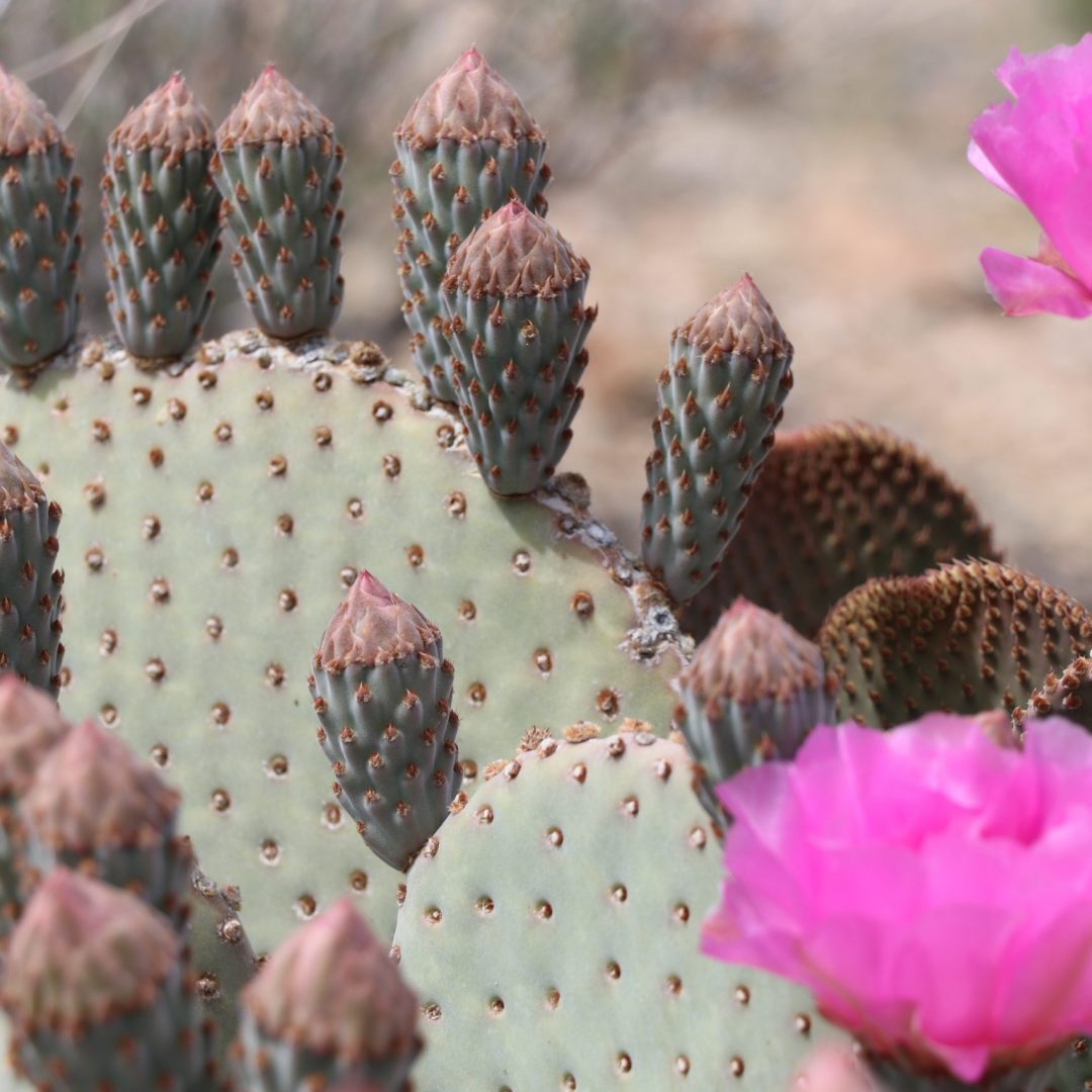 Spring Brings Vibrant Cactus Flowers to the Mojave Desert