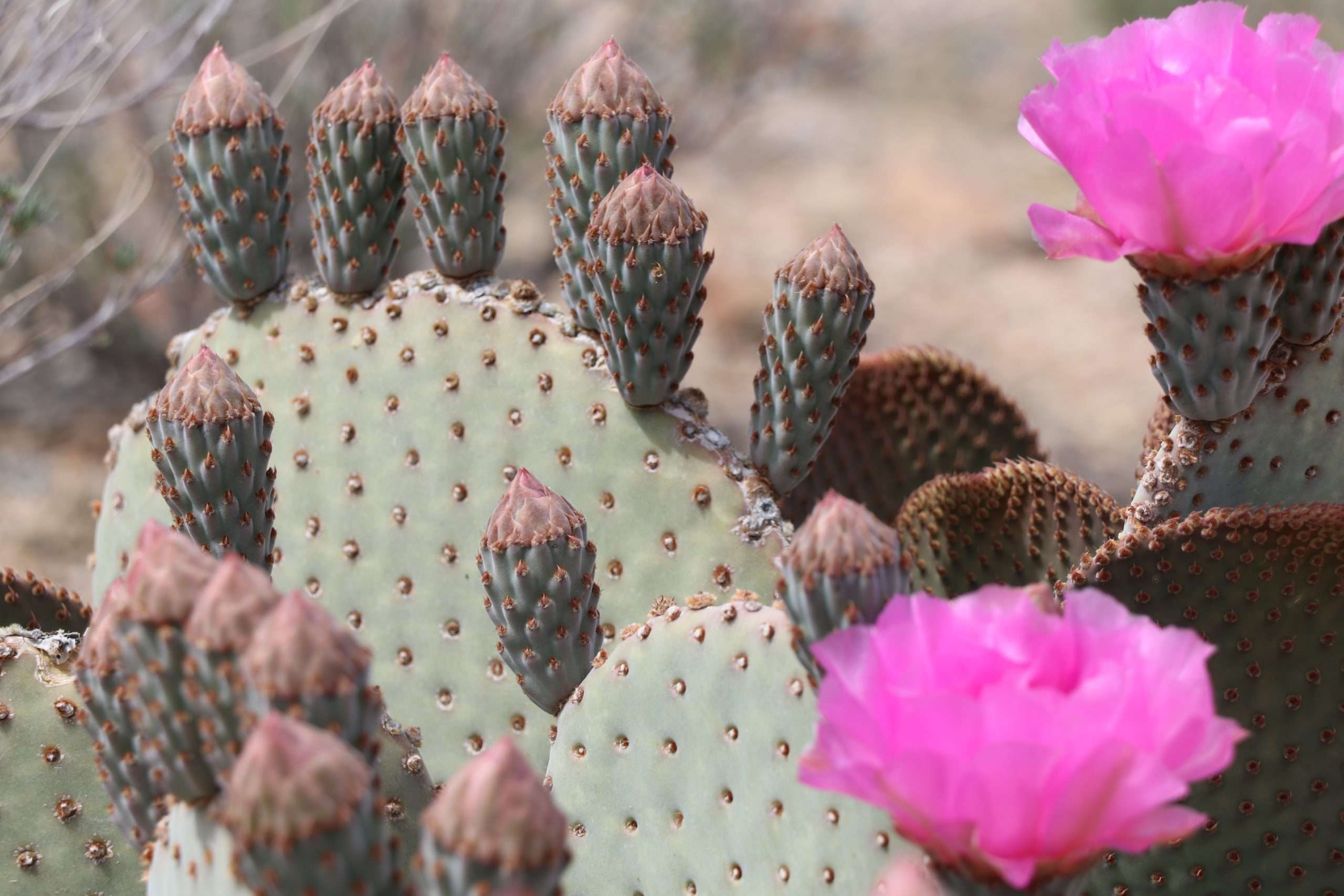 Photo of a beavertail cactus blooming