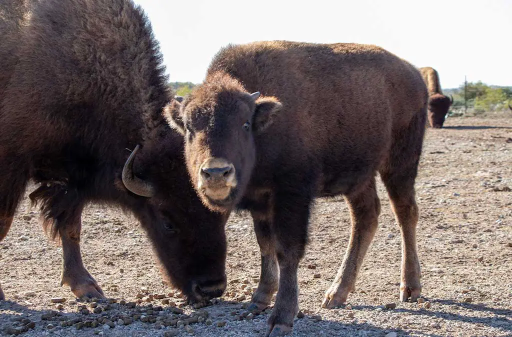 Phot of young bison looking at the camera while its mother eats during the feeding at San Angelo State Park.