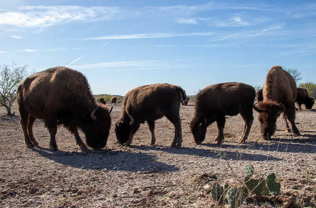 Photo of group of bison eating pellets during the public feeding in San Angelo State Park in San Angelo, Texas.