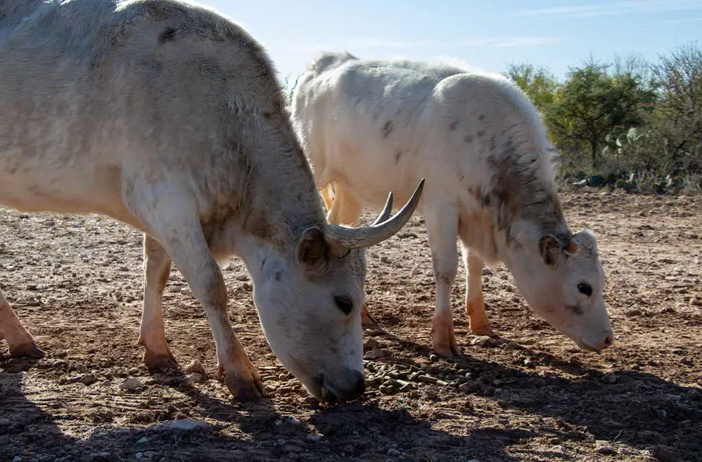 Photo of two young Texas state longhorns eating as San Angelo State Park.