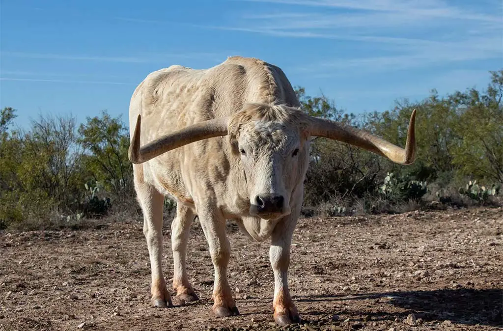 Photo of cream colored Texas State Longhorn looking straight into the camera with a blue sky behind.