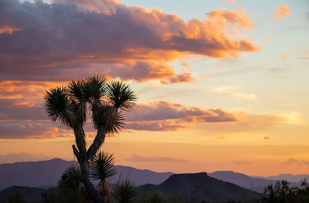 Photo of bright pink and purple sunset revealing layers of mountains and silhouettes of Joshua Trees in the Mojave Desert for a photo gallery of Arizona Sunsets