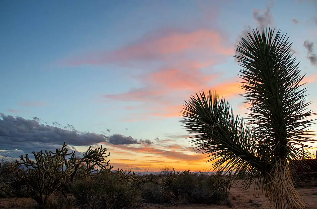 Photo of bright orange and pink sunset in the Mojave Desert revealing silhouettes of Joshua trees for photo gallery of Arizona Sunsets