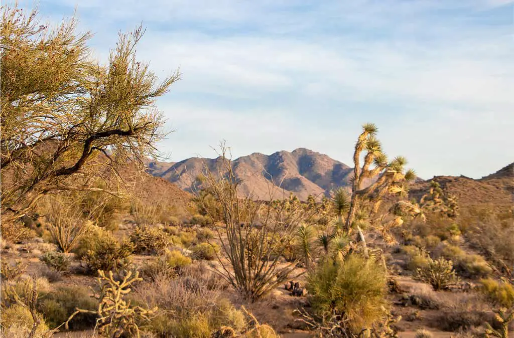 Photo of the Hualipai Mountains in the Mojave Desert with Joshua Trees and Ocotillo.