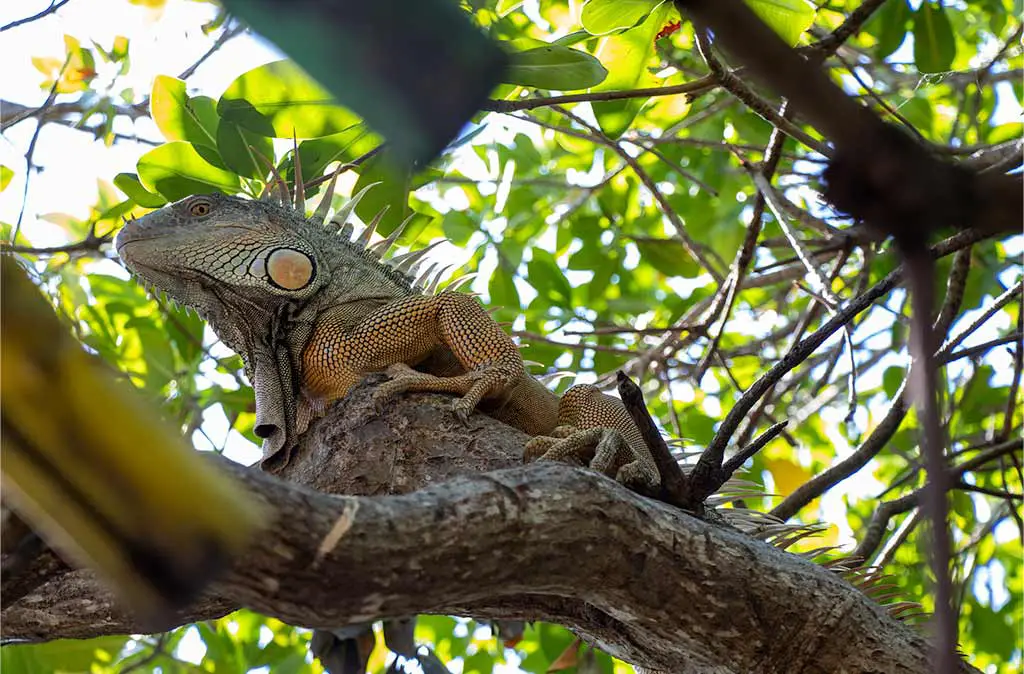 Photo of iguana on mangrove branch in the Eco Iguana Corner Foundation