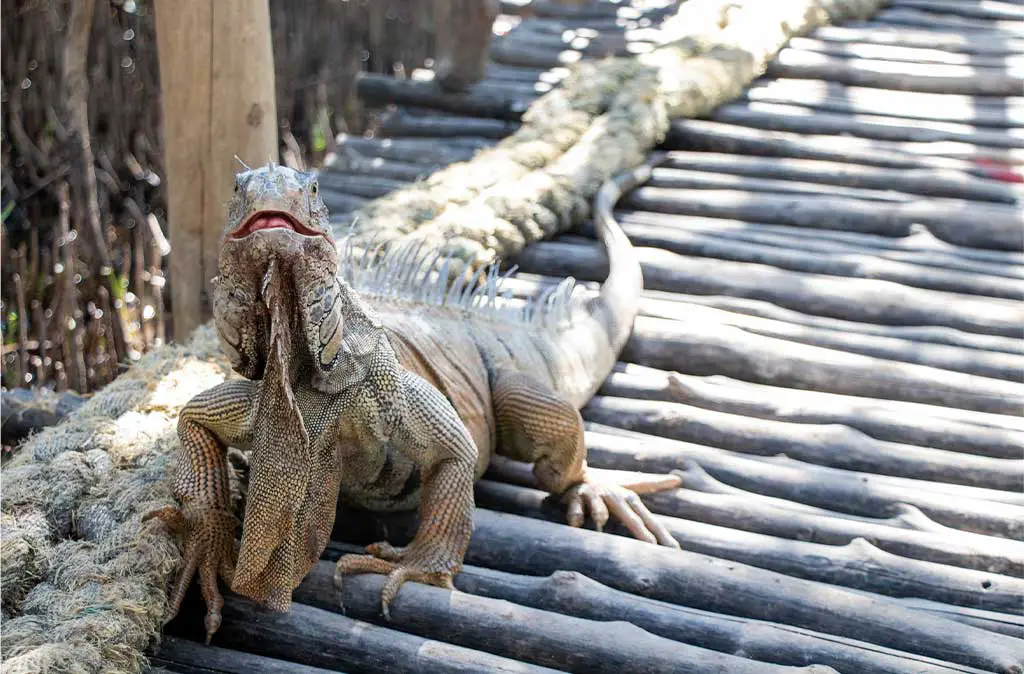 Photo of iguana on pathway in the Eco Iguana Corner Foundation