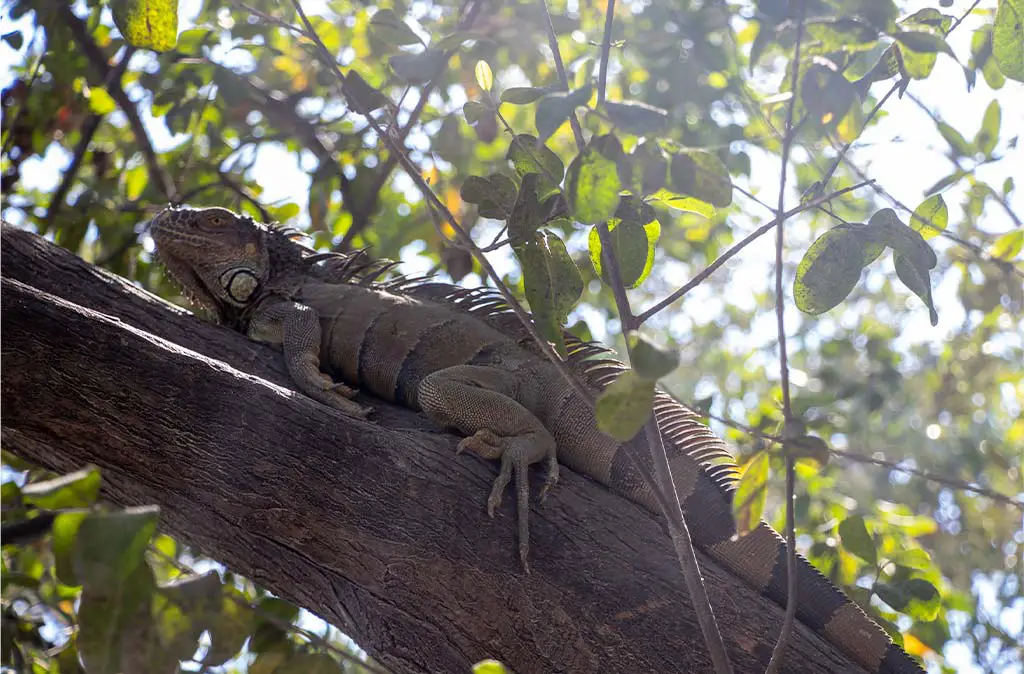 Photo of iguana on mangrove bench in the Eco Iguana Corner Foundation