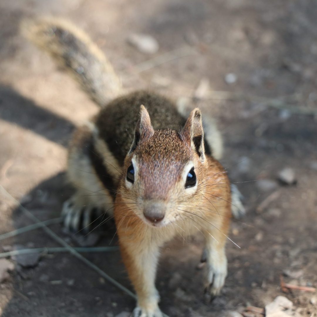 Cute Chipmunk Photos from Rifle Mountain Park