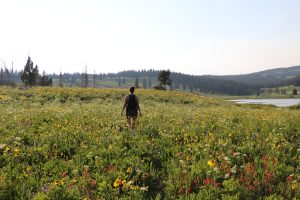 Stephanie Wilson hiking in wildflowers at Dumont Lake near Rabbit Ears Pass