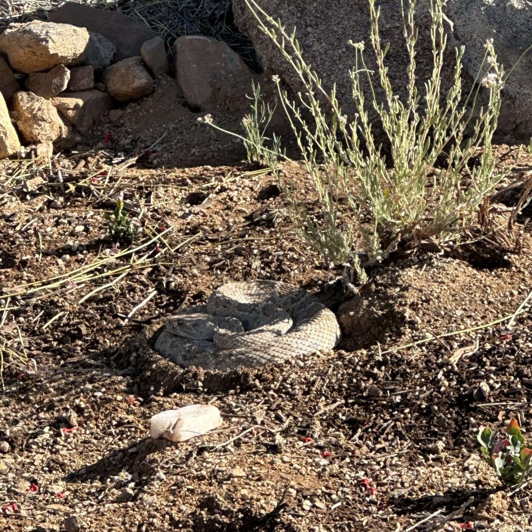 Diverse Arizona Wildlife on and around our Property