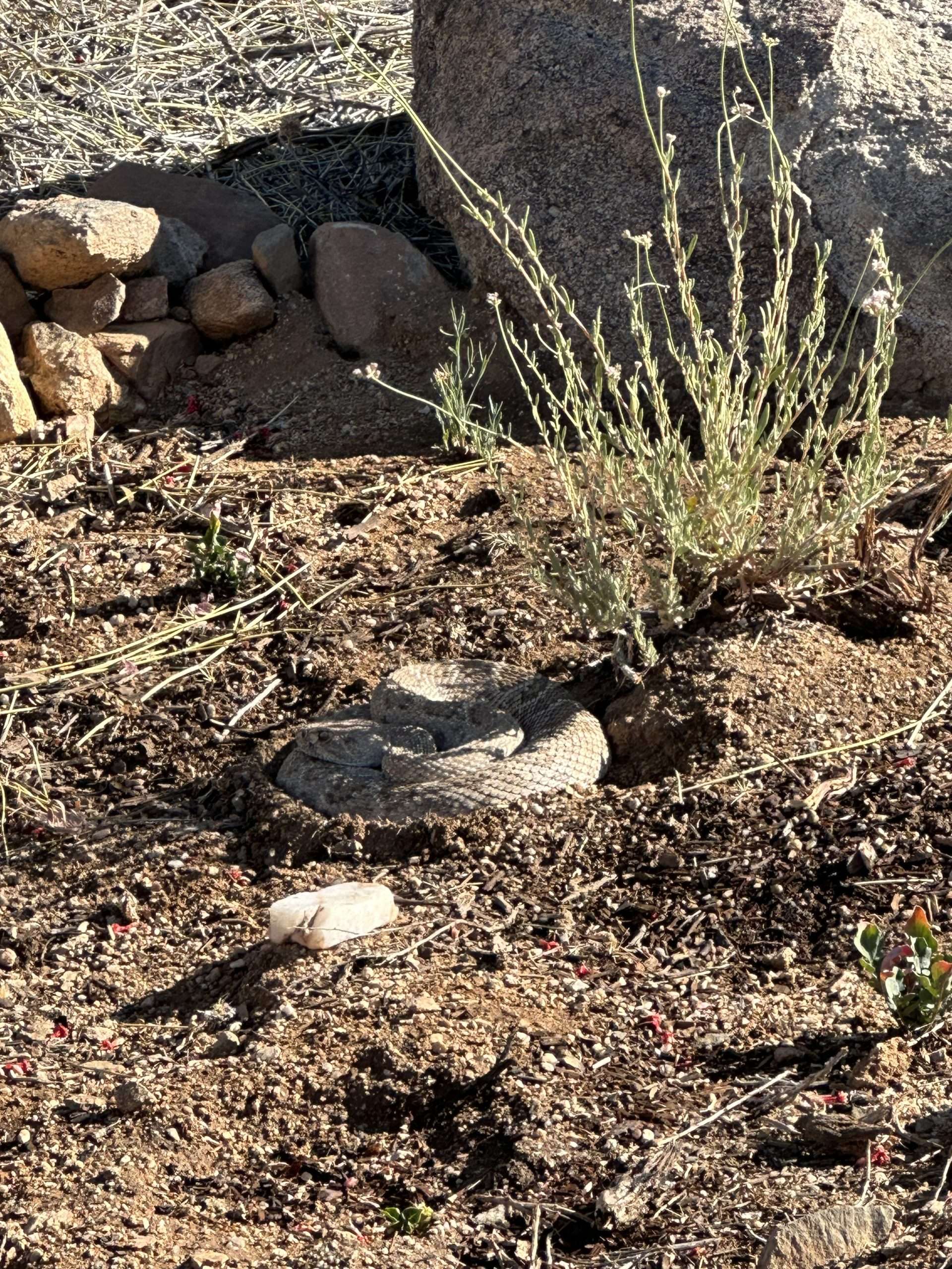 Arizona Wildlife on our Property