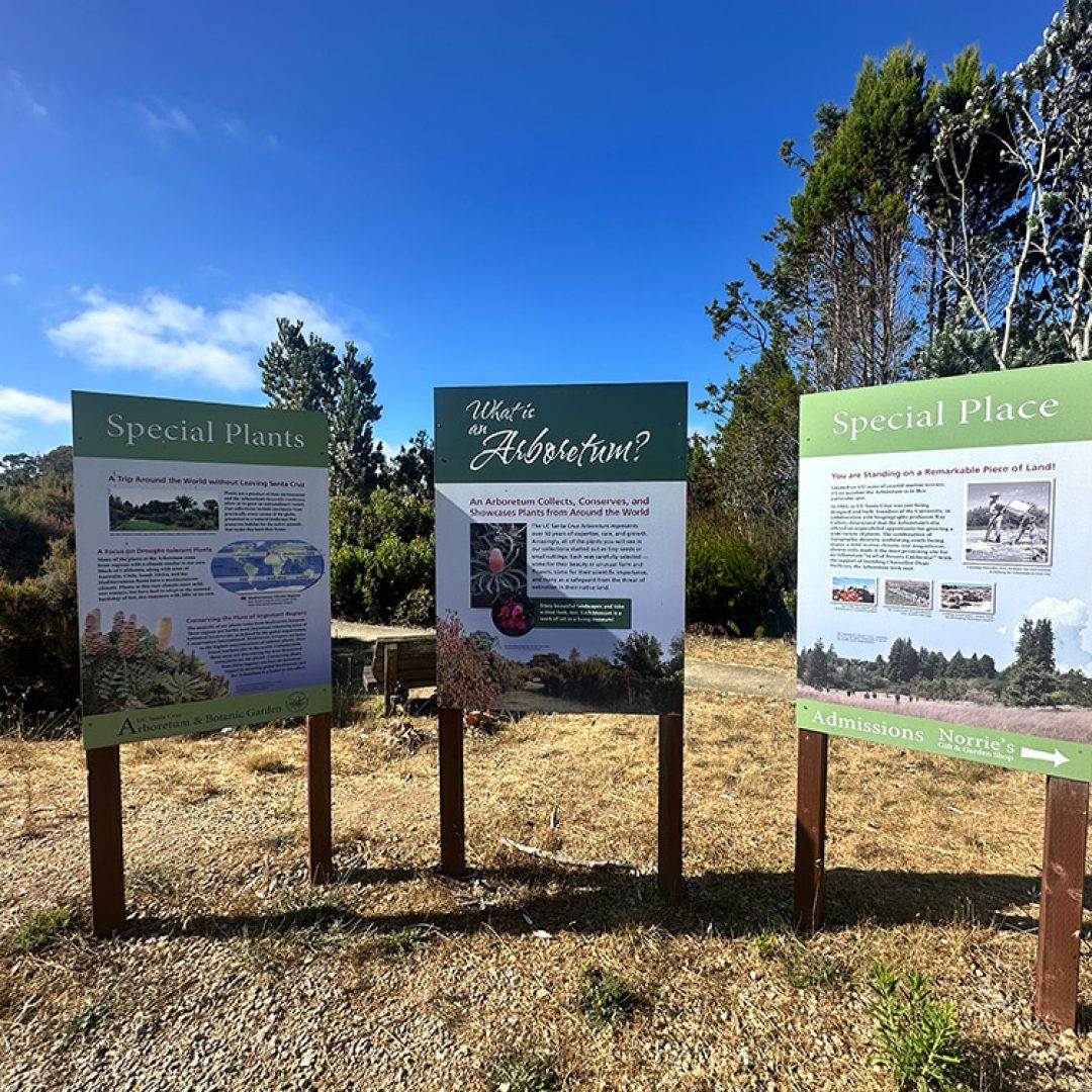 Indulge in the Global Wonders of the UCSC Arboretum