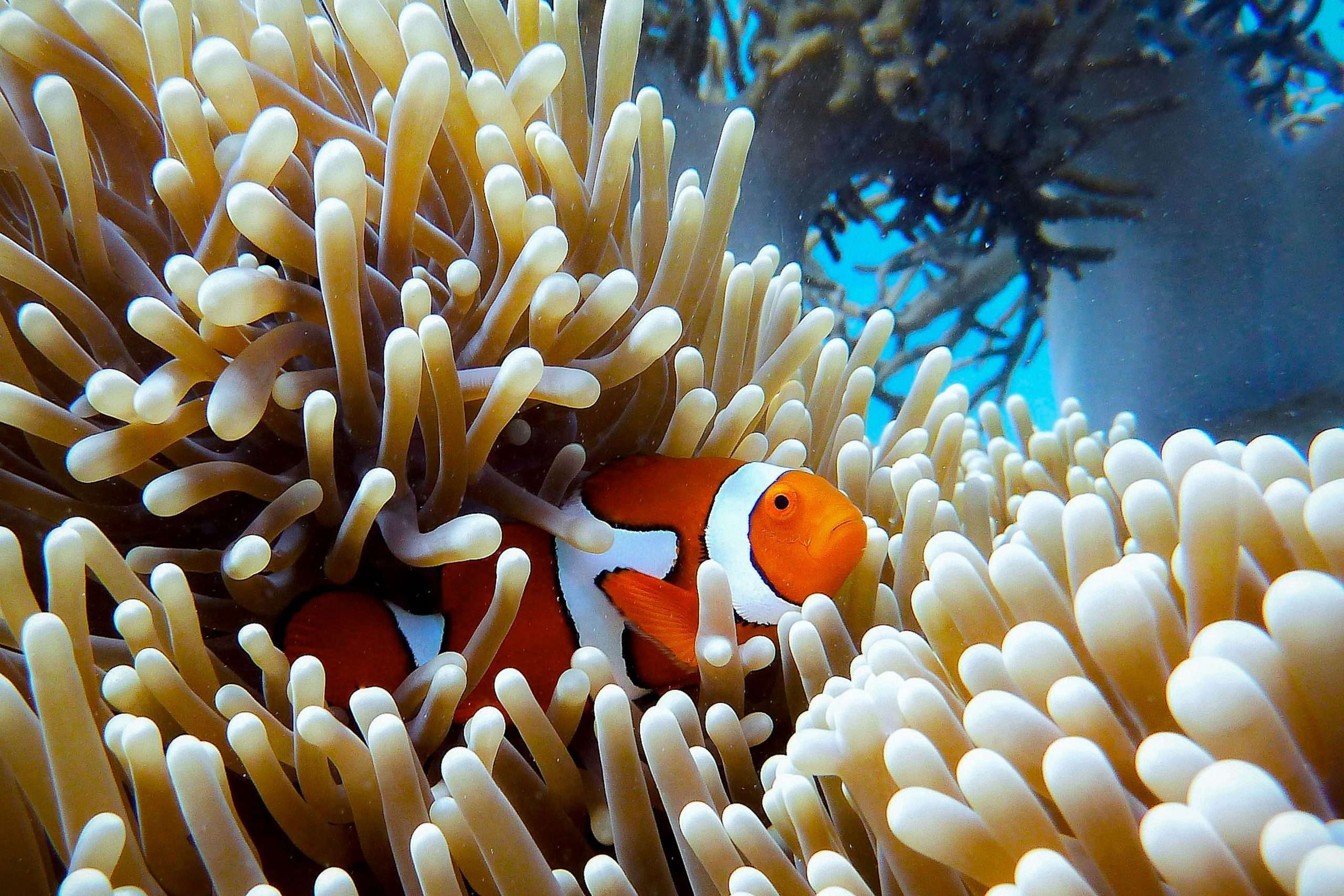 Photo of a clown fish in an anemone underwater for Applied Worldwide blog on 3 Unique Vacation Ideas Everyone'll Love