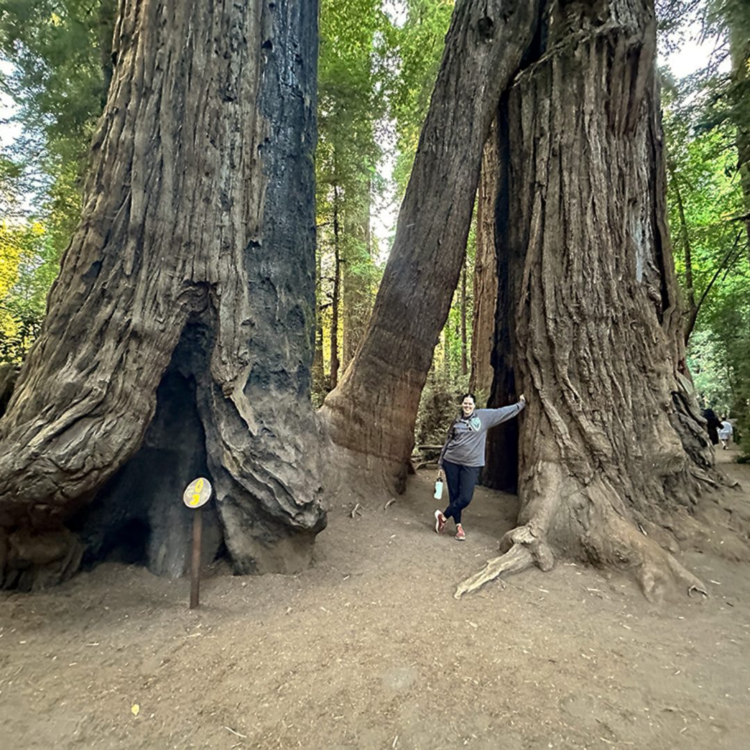 Awesome Giants: My Visit to Henry Cowell Redwoods State Park