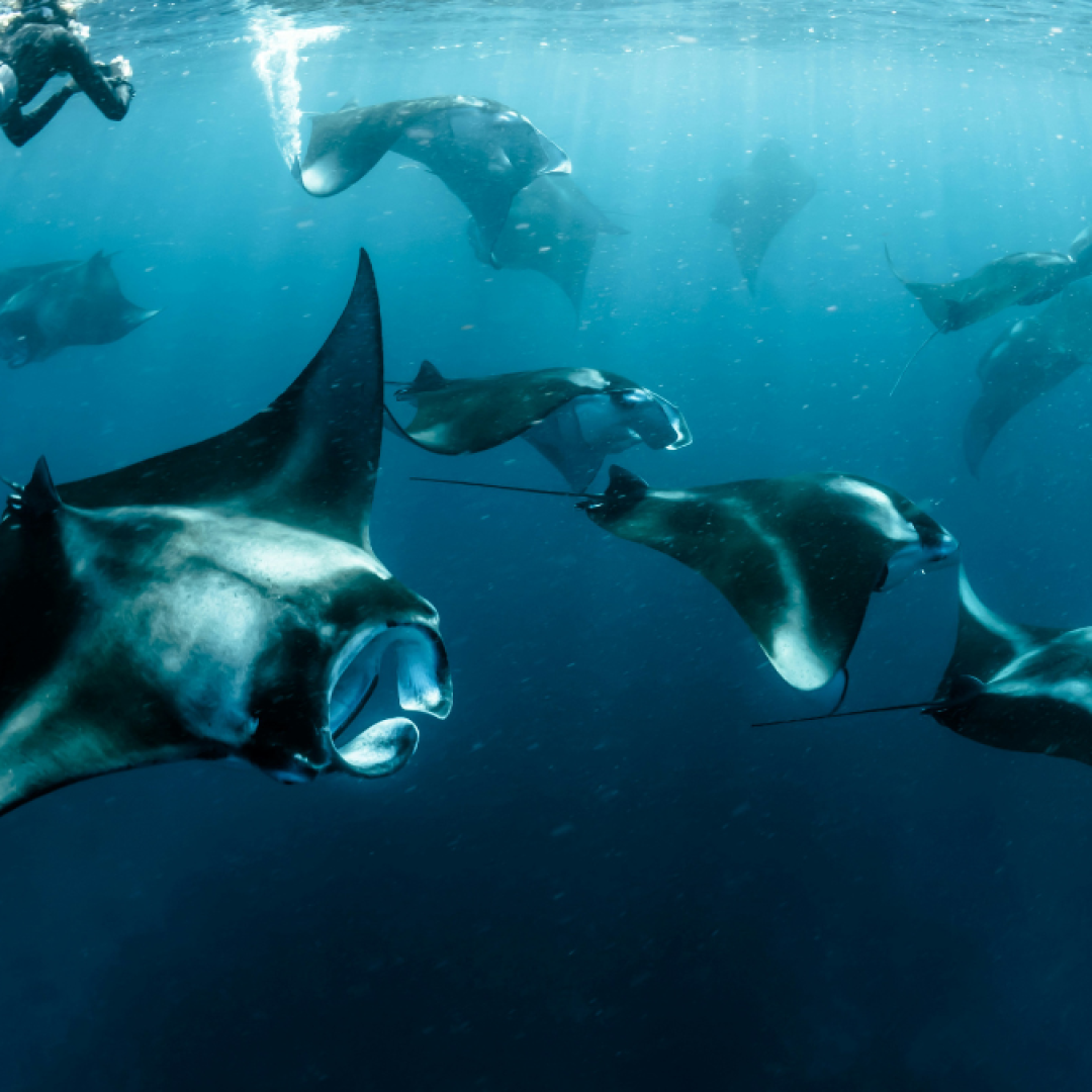Dive Right Into Your Trip To The Maldives